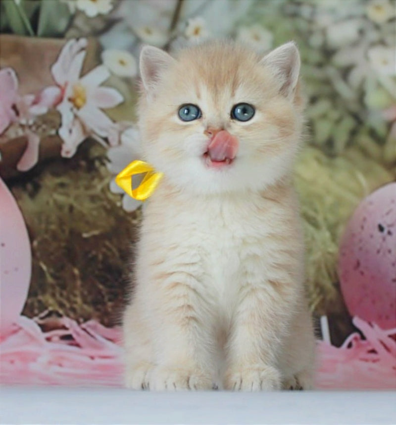 Fialka British Shorthair female blue golden chinchilla live animals
