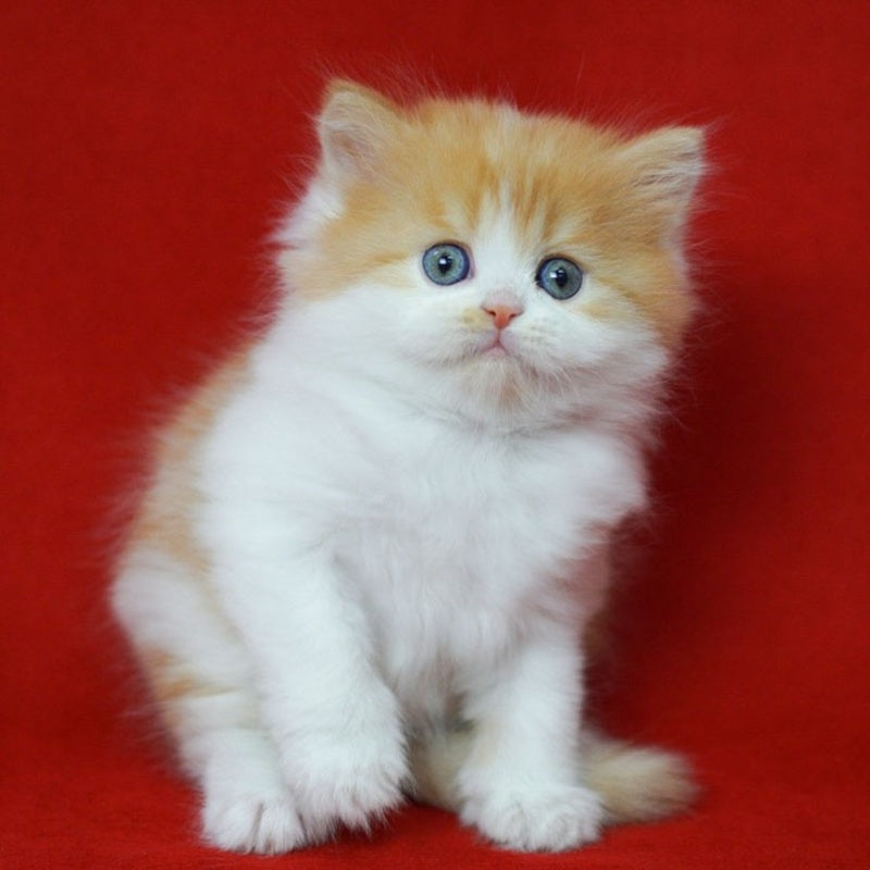 Top Top Scottish Straight male, red spotted tabby bicolour