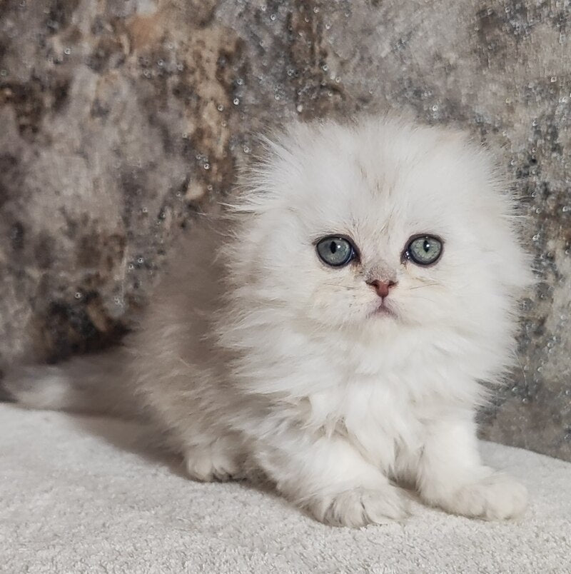 Spencer Scottish Fold male blue silver shaded - live animals