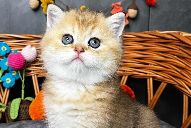 Flora Scottish Straight female, black golden shaded