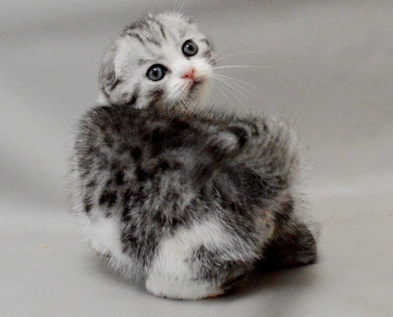 Vatson Scottish Fold male black silver spotted tabby bicolour - live animals