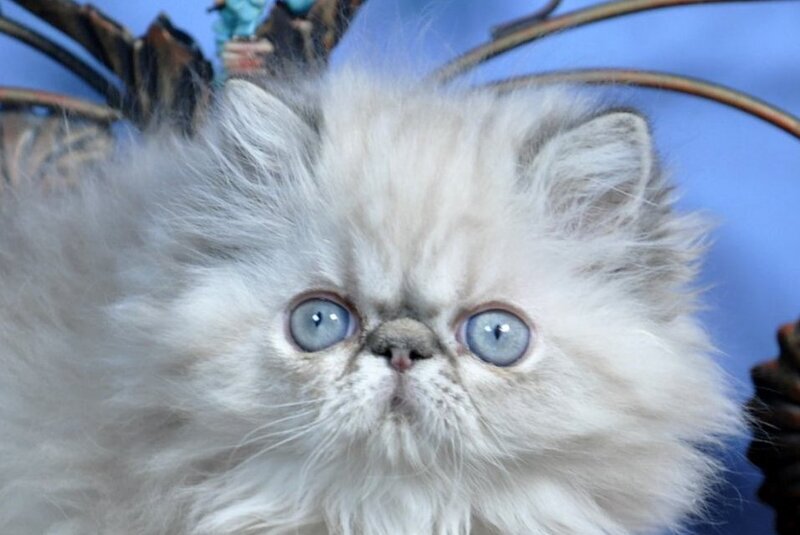 Adam Persian male, seal lynx pointed