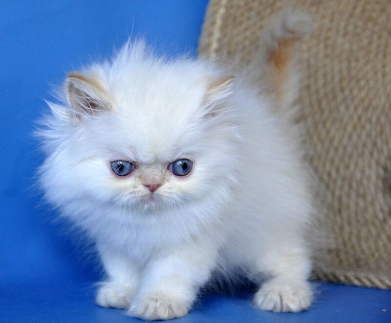 Boston Persian male cream pointed - live animals
