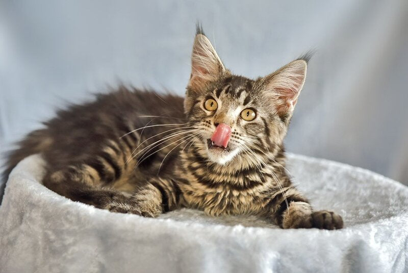 Uitni Maine Coon female, black tabby