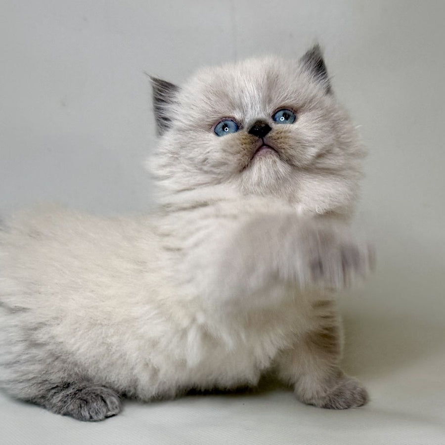 Savage Munchkin female, lilac shaded pointed