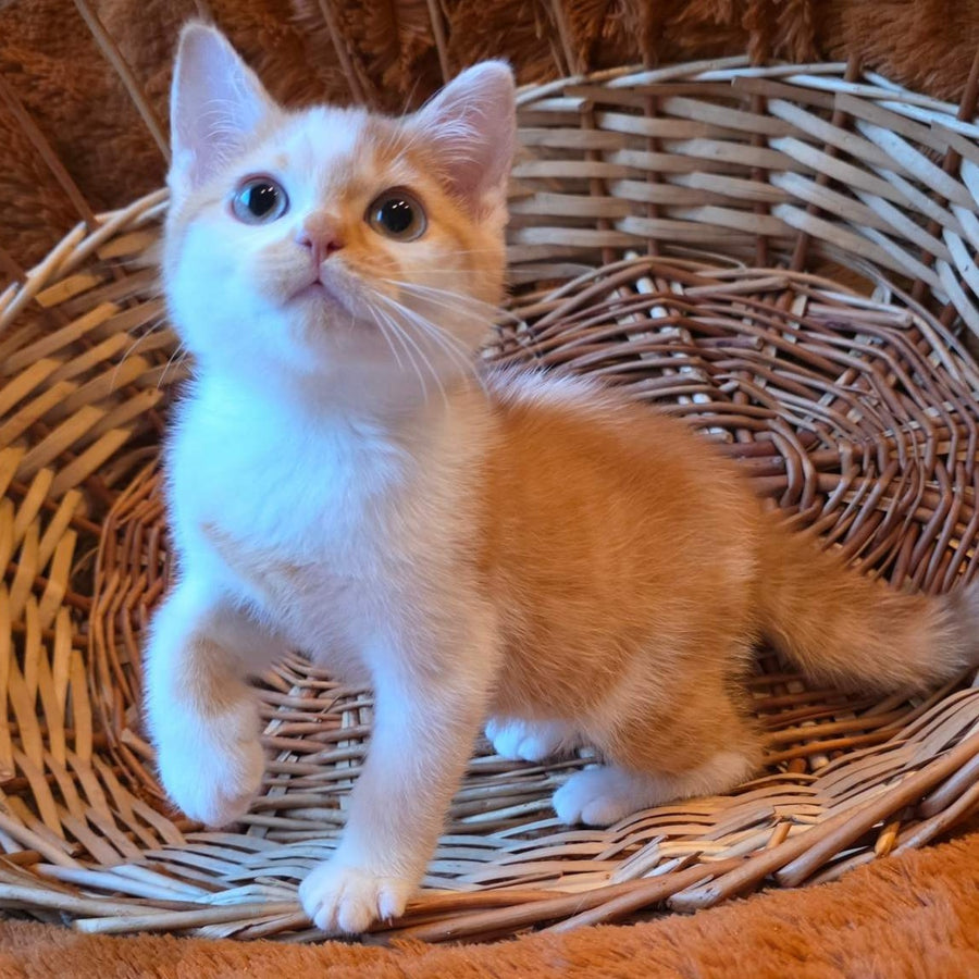 Barney British Shorthair male, red bicolour