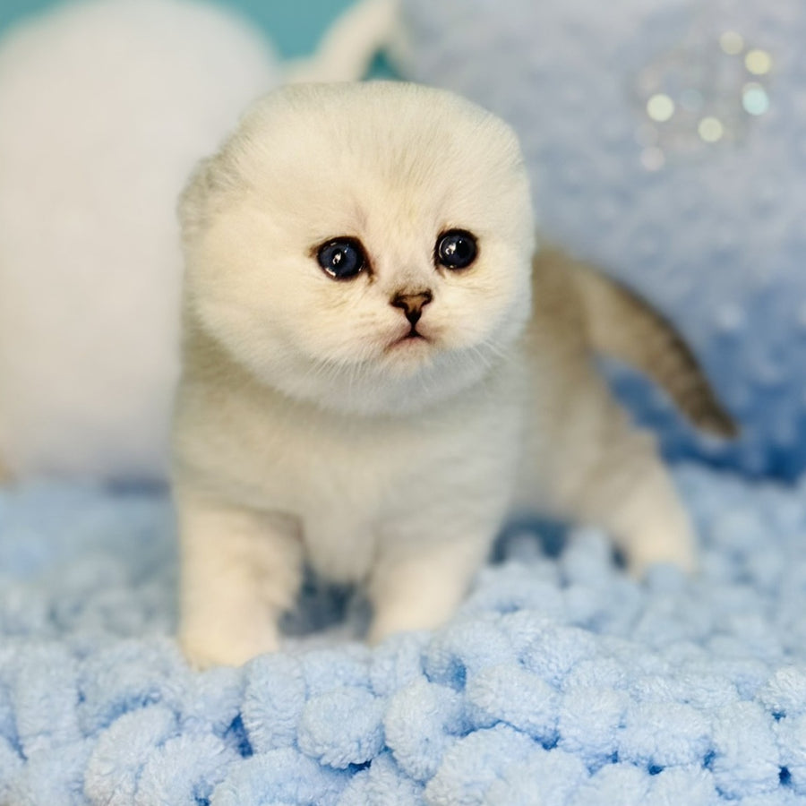 Fluffy Scottish Fold female, black silver shaded