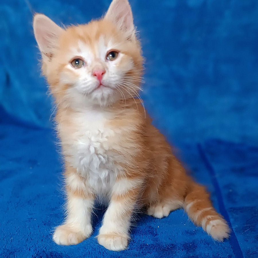 Elvis Siberian male, red tabby