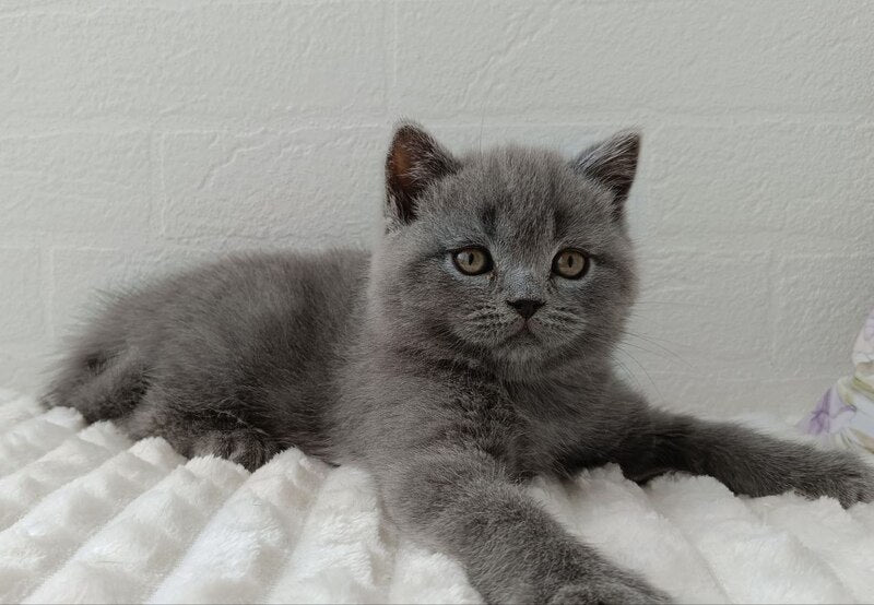 Vincent Scottish Straight male blue - live animals