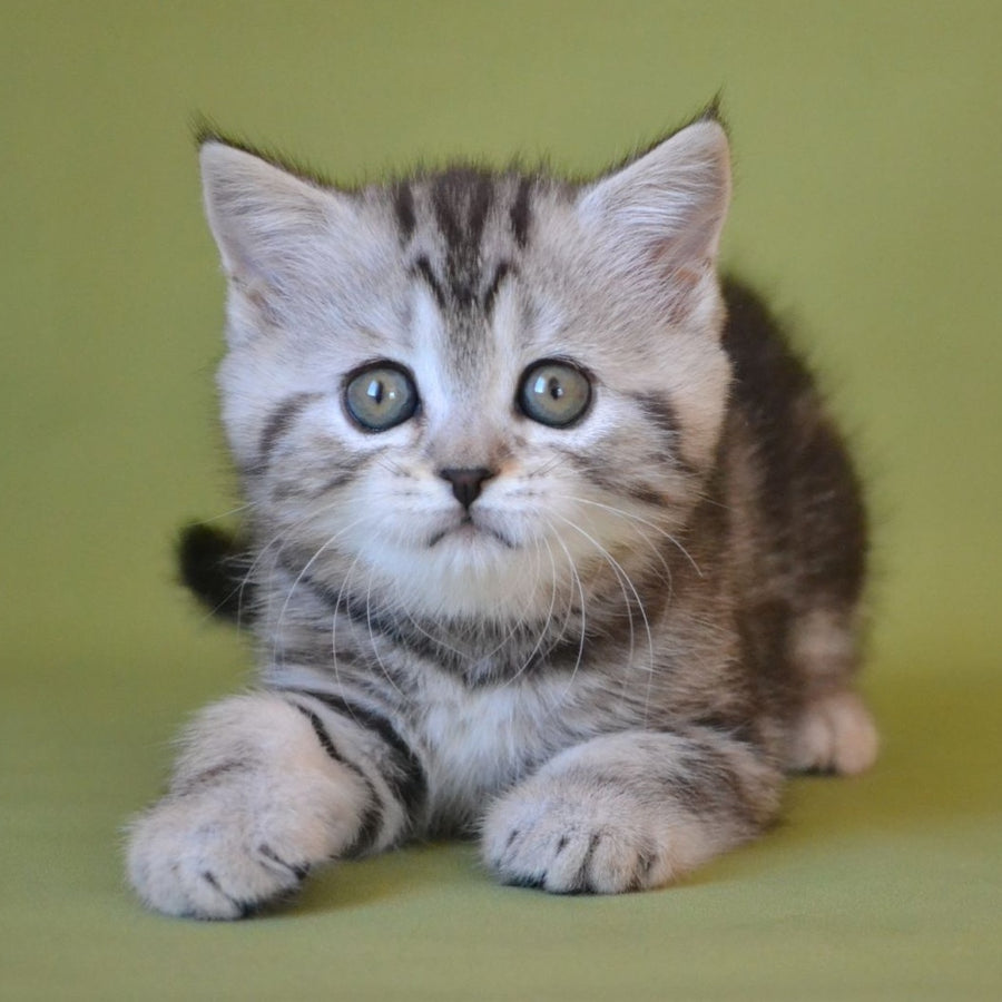 Quiana Scottish Straight female, black silver tabby
