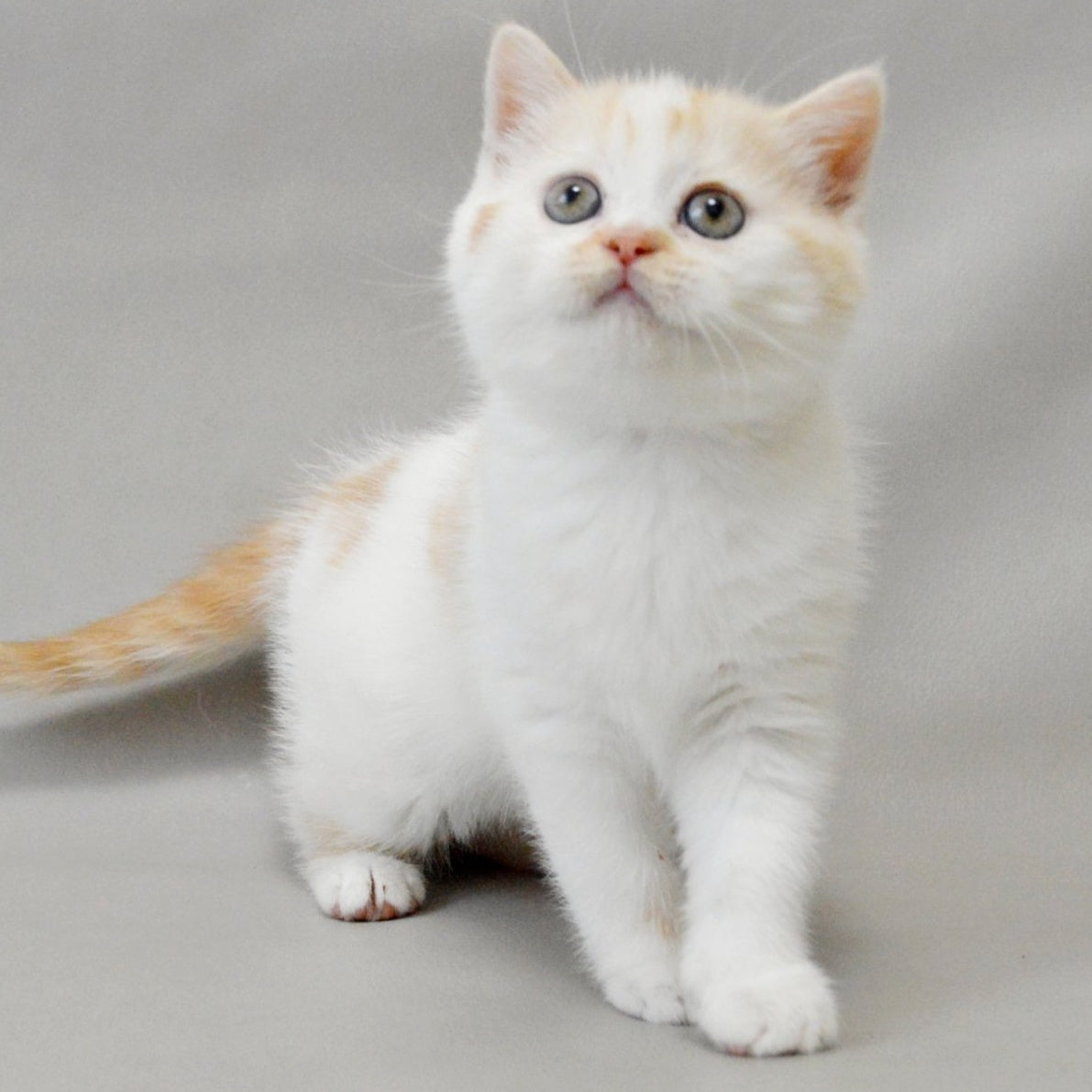 Xenia Scottish Straight female, red silver tabby bicolour