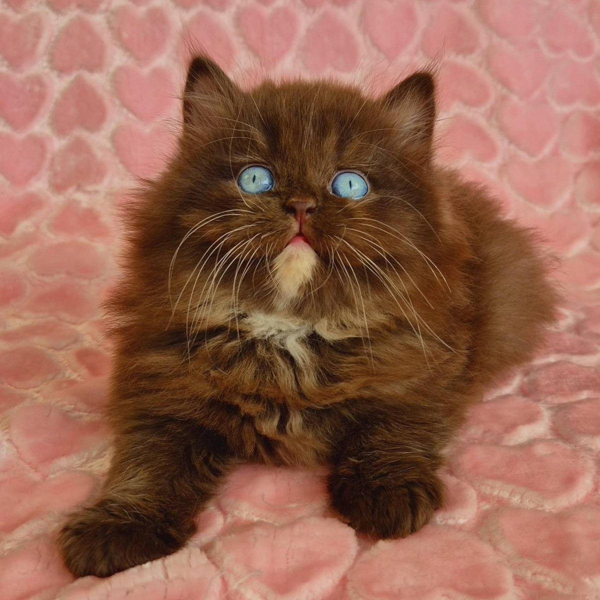 Izolda British Longhair female, chocolate with white