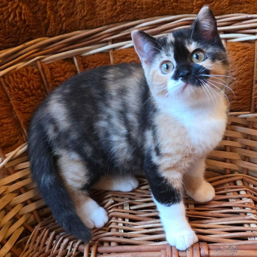 Betty British Shorthair female, black tortie bicolour