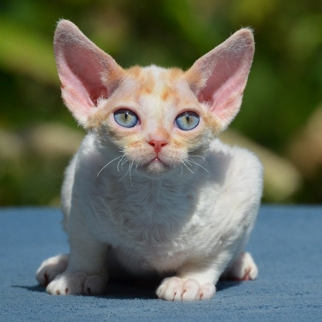 Garold Devon Rex male, red tabby harlequin