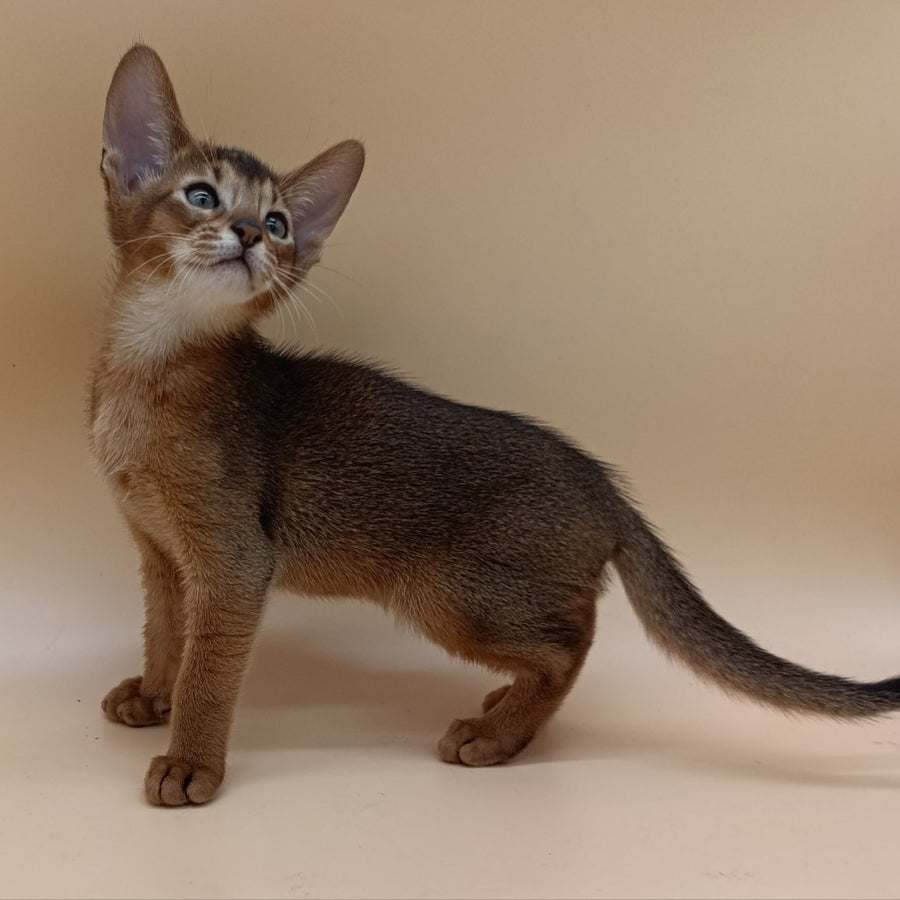 Morgan Abyssinian male, ruddy