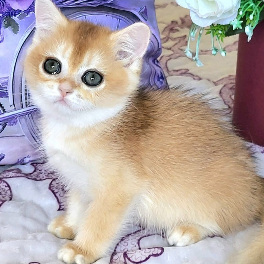 Yasmina British Shorthair female, black golden chinchilla