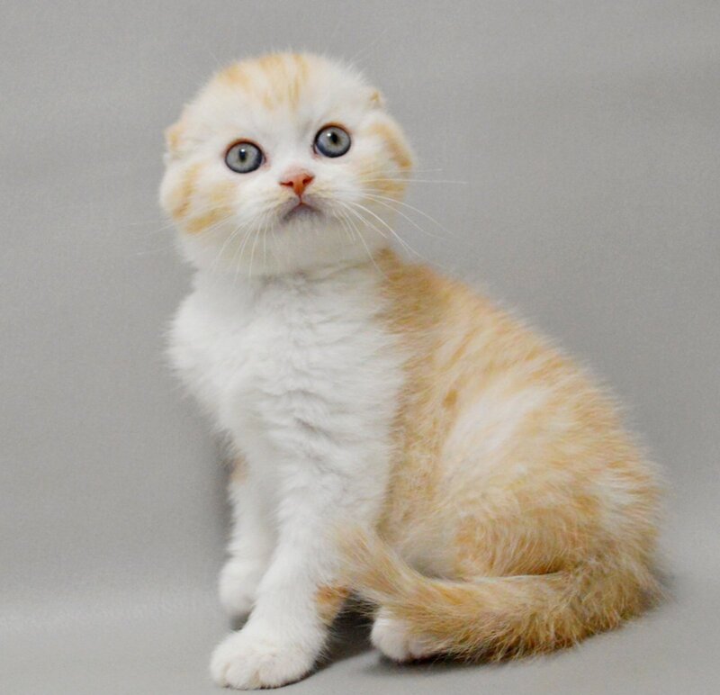 Vincent Scottish Fold male red silver spotted tabby bicolour - live animals