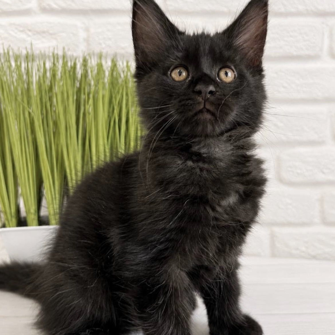 Jack Maine Coon male, black