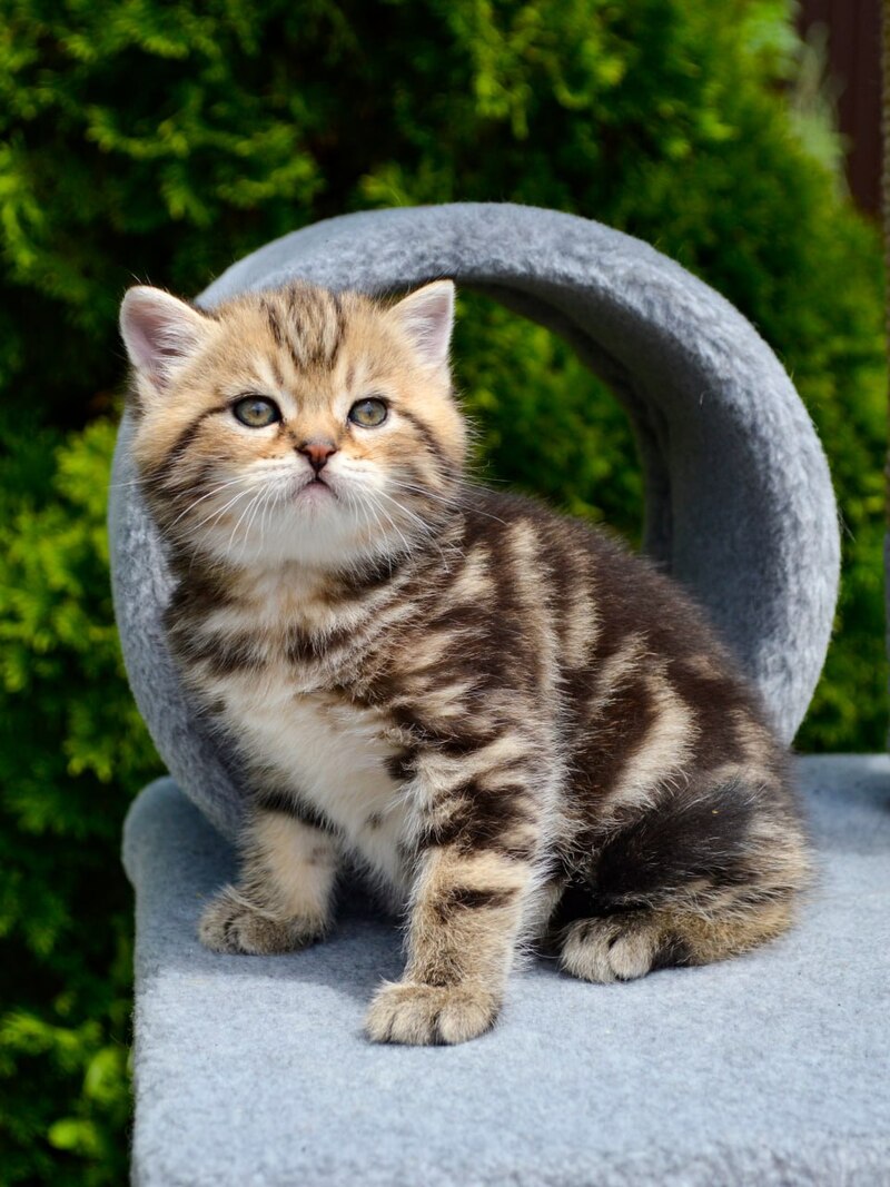Elisey Scottish Straight male black tabby - live animals