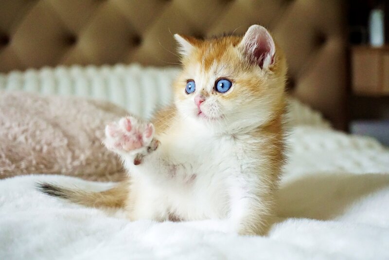Edwin British Shorthair male, black golden shaded with white