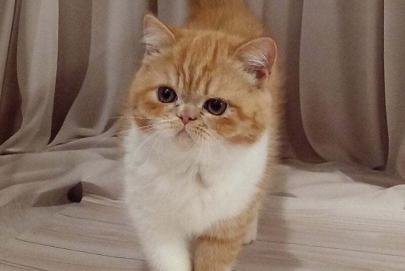 Ida Exotic female, red bicolour