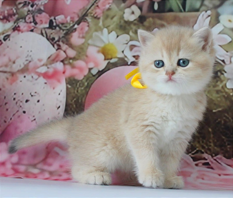 Fialka British Shorthair female blue golden chinchilla live animals