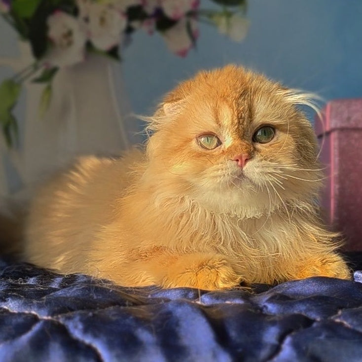Marcus Scottish Fold male, chocolate golden ticked tabby