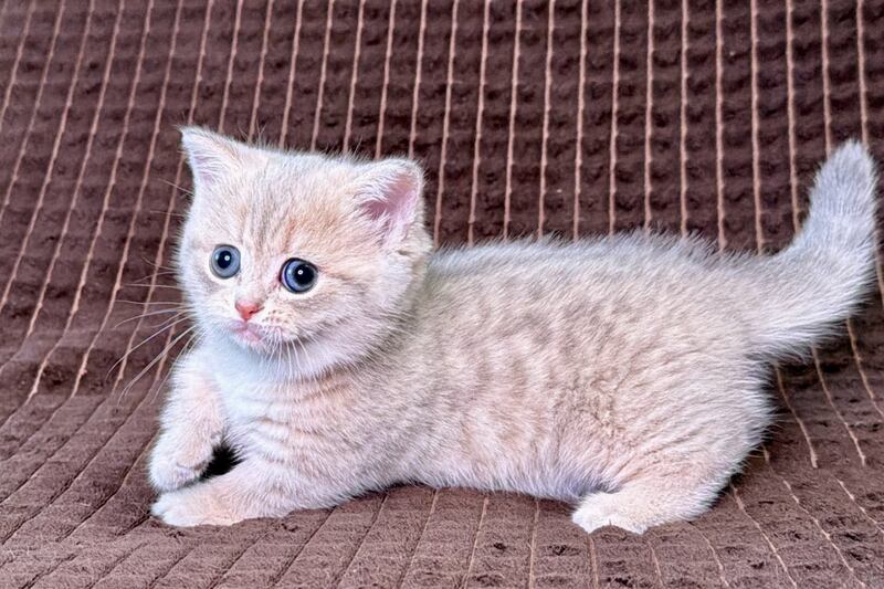 Melody Munchkin female, blue golden spotted tabby
