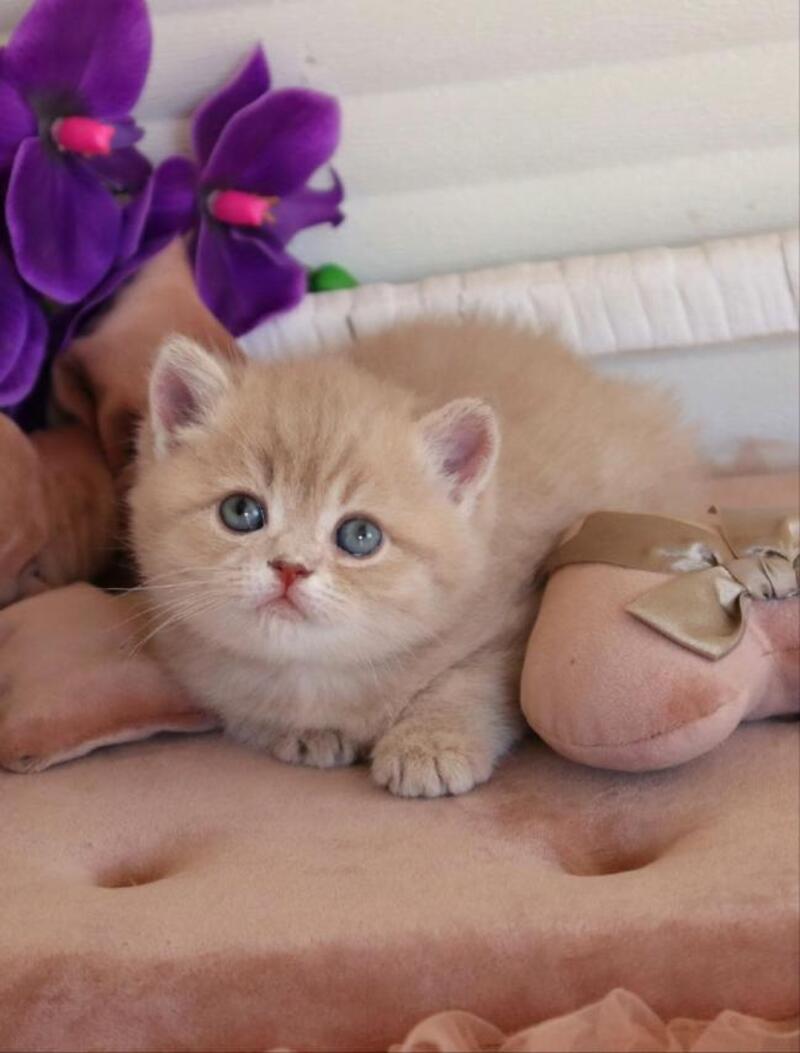 Bella British Shorthair female lilac golden shaded - live animals