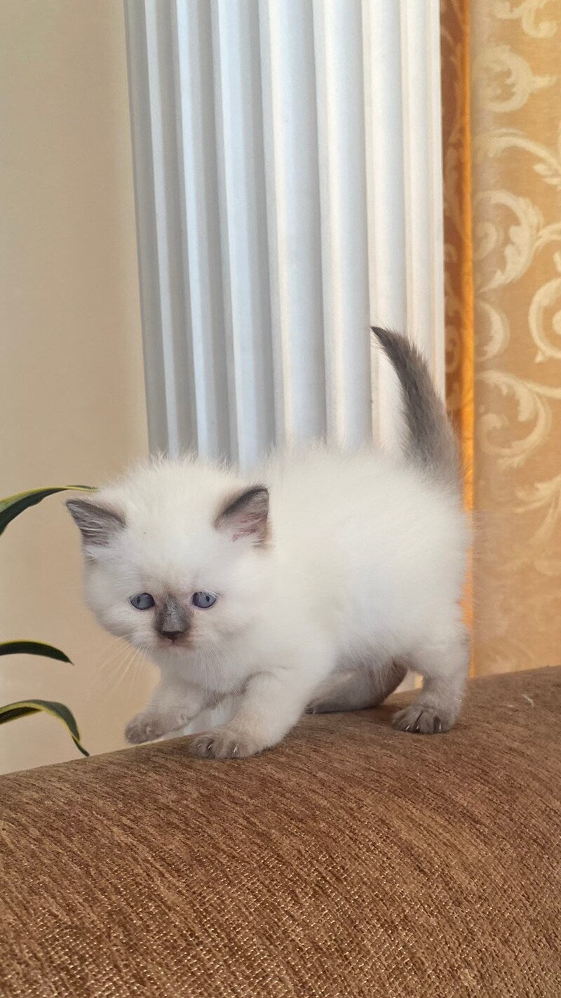 Zaya British Shorthair female chocolate pointed - live animals
