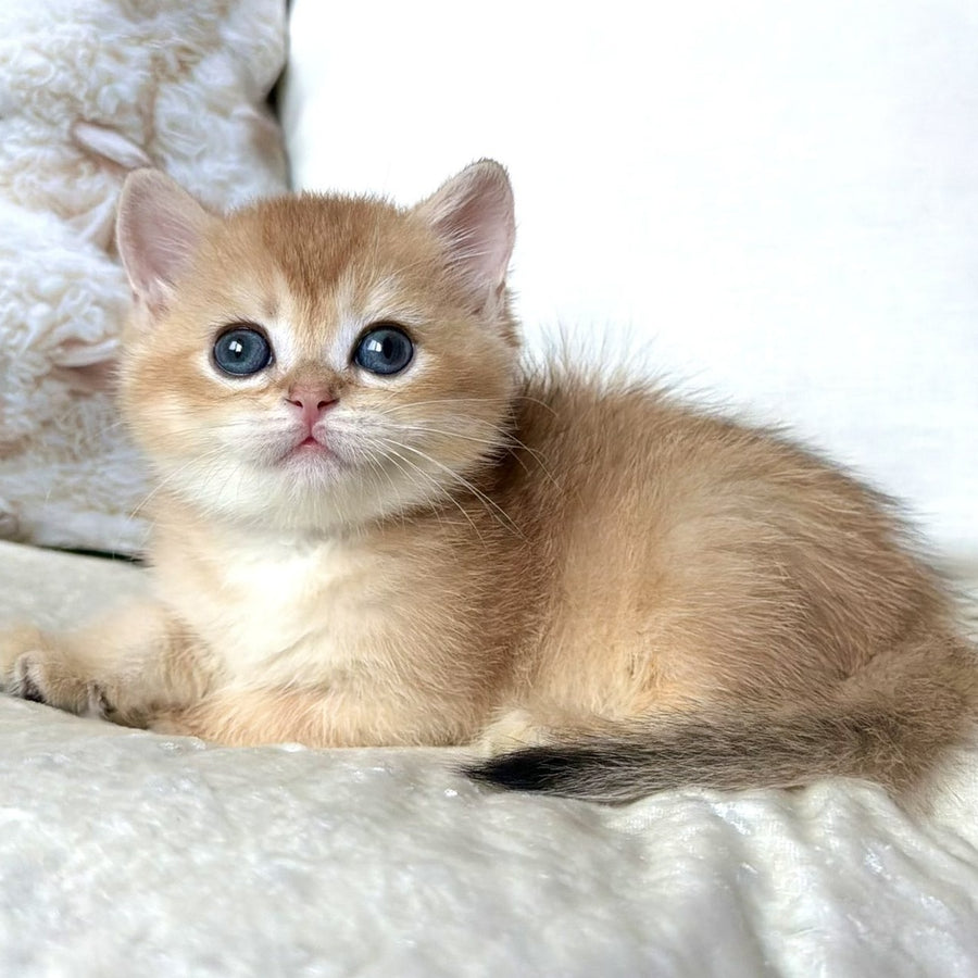 Odri British Shorthair female, black golden chinchilla