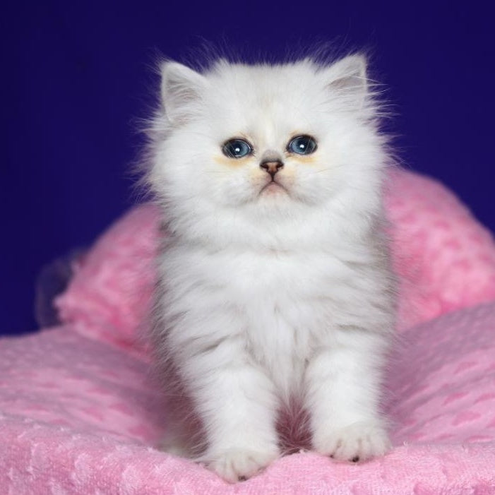 Harry Persian male, black silver shaded