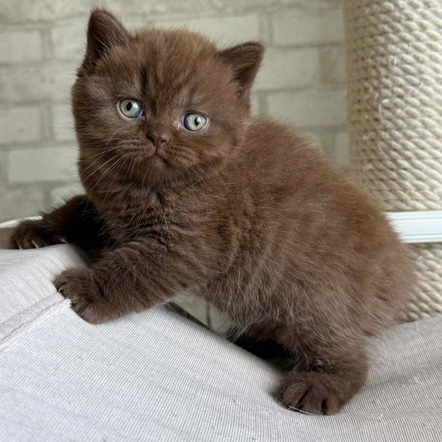 Bruno British Shorthair male, chocolate