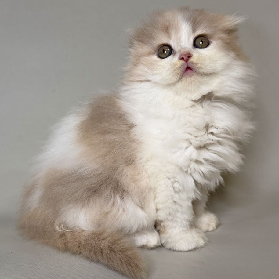 Aurelia Scottish Fold female, fawn tortie bicolour