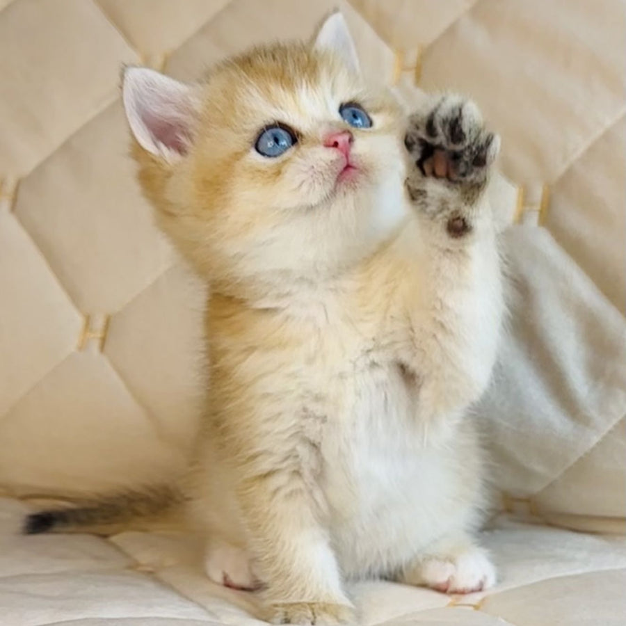 Finik British Shorthair male, black golden shaded with white