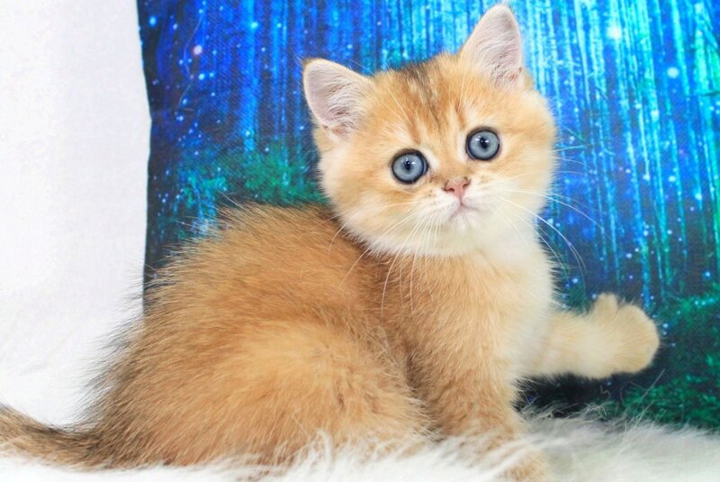 Richie British Shorthair male, black golden shaded