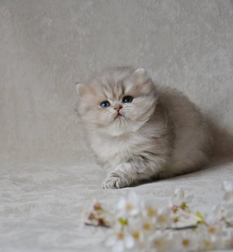 Onyx British Longhair male blue golden ticked tabby - live animals