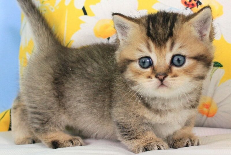 Tiffany Munchkin female, black ticked tabby