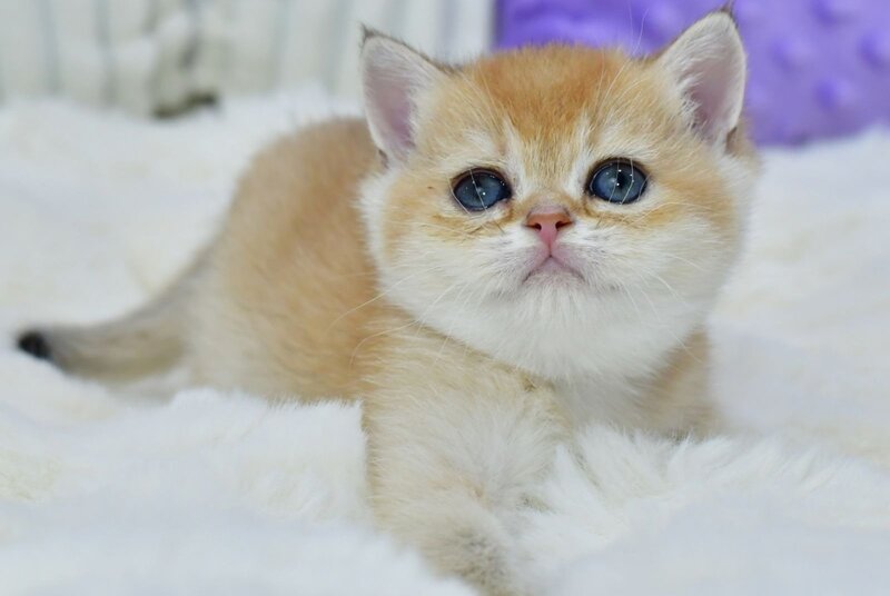 Elli British Shorthair female, black golden chinchilla