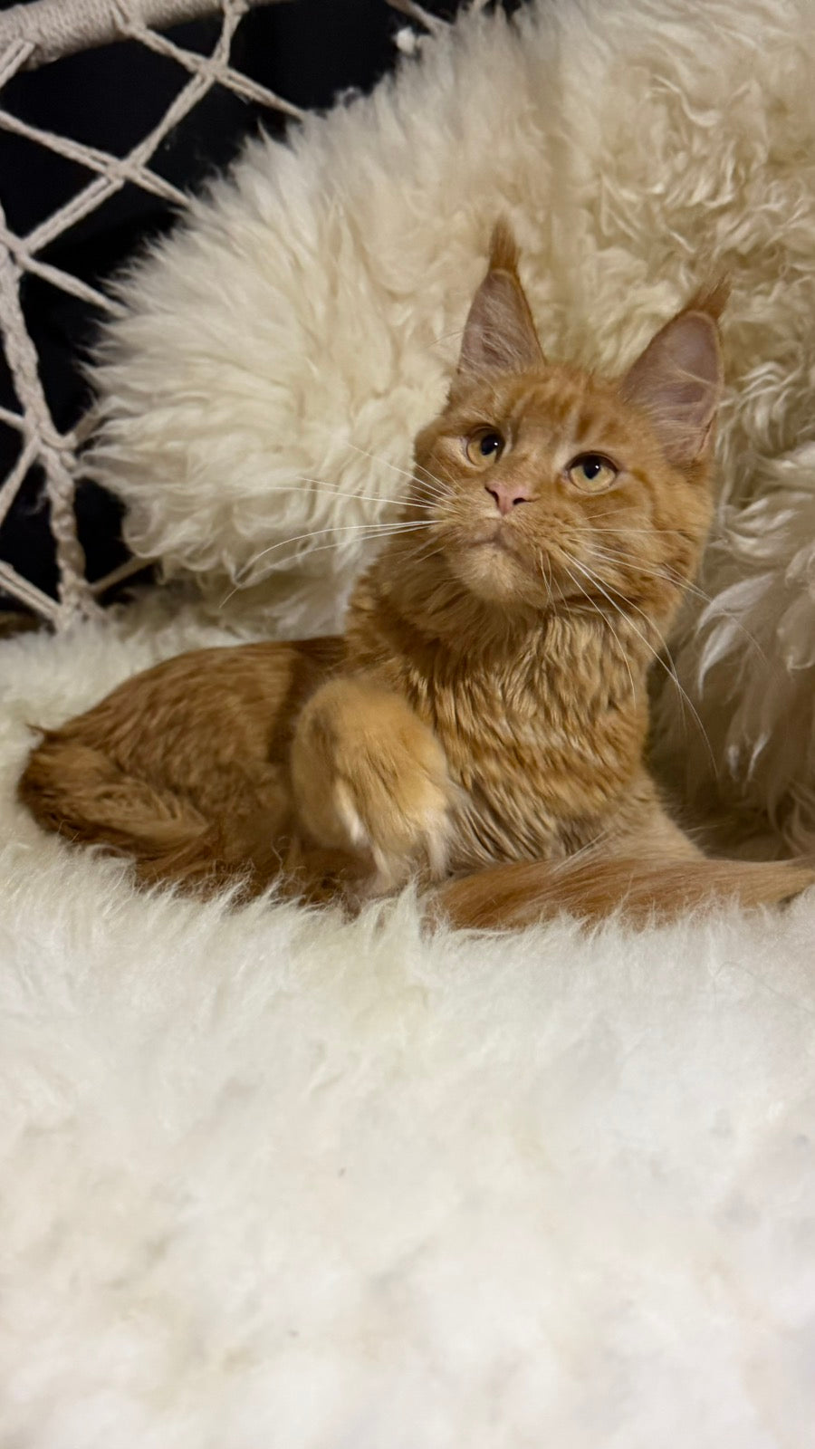 Foxy Maine Coon female, red