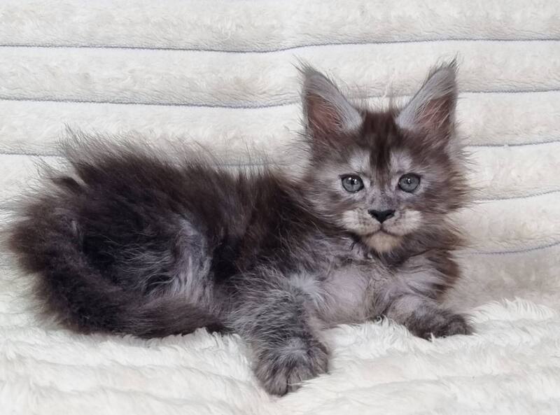 Raven Maine Coon male black silver live animals