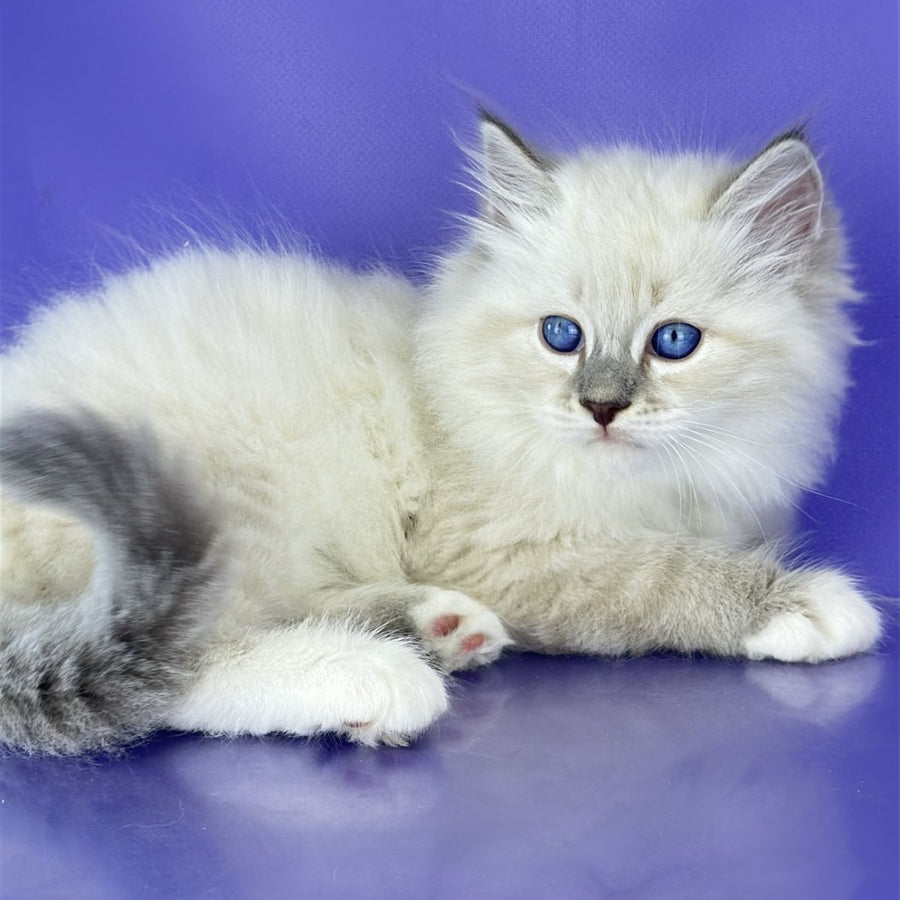Zephire Siberian male, blue tabby pointed with white
