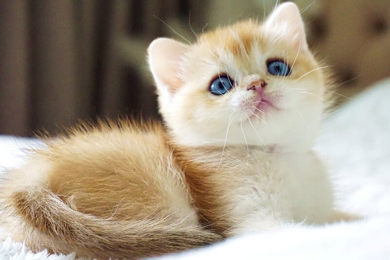 Eric British Shorthair male, black golden chinchilla with white