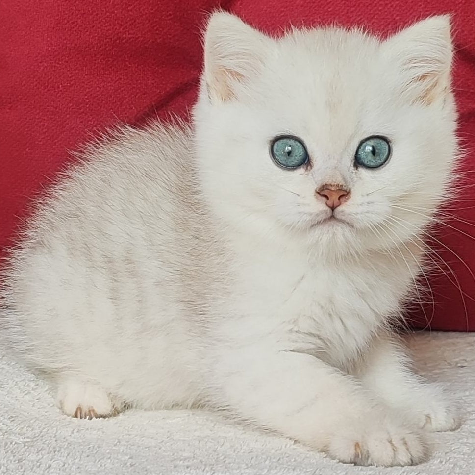 Avgust Scottish Straight male, black silver shaded