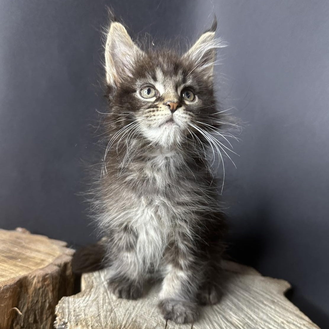 Sandra Maine Coon female, black silver ticked tabby