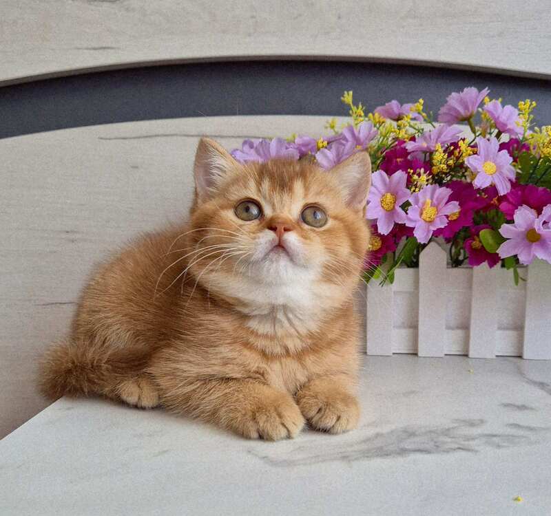 Marta British Shorthair female chocolate golden shaded - live animals