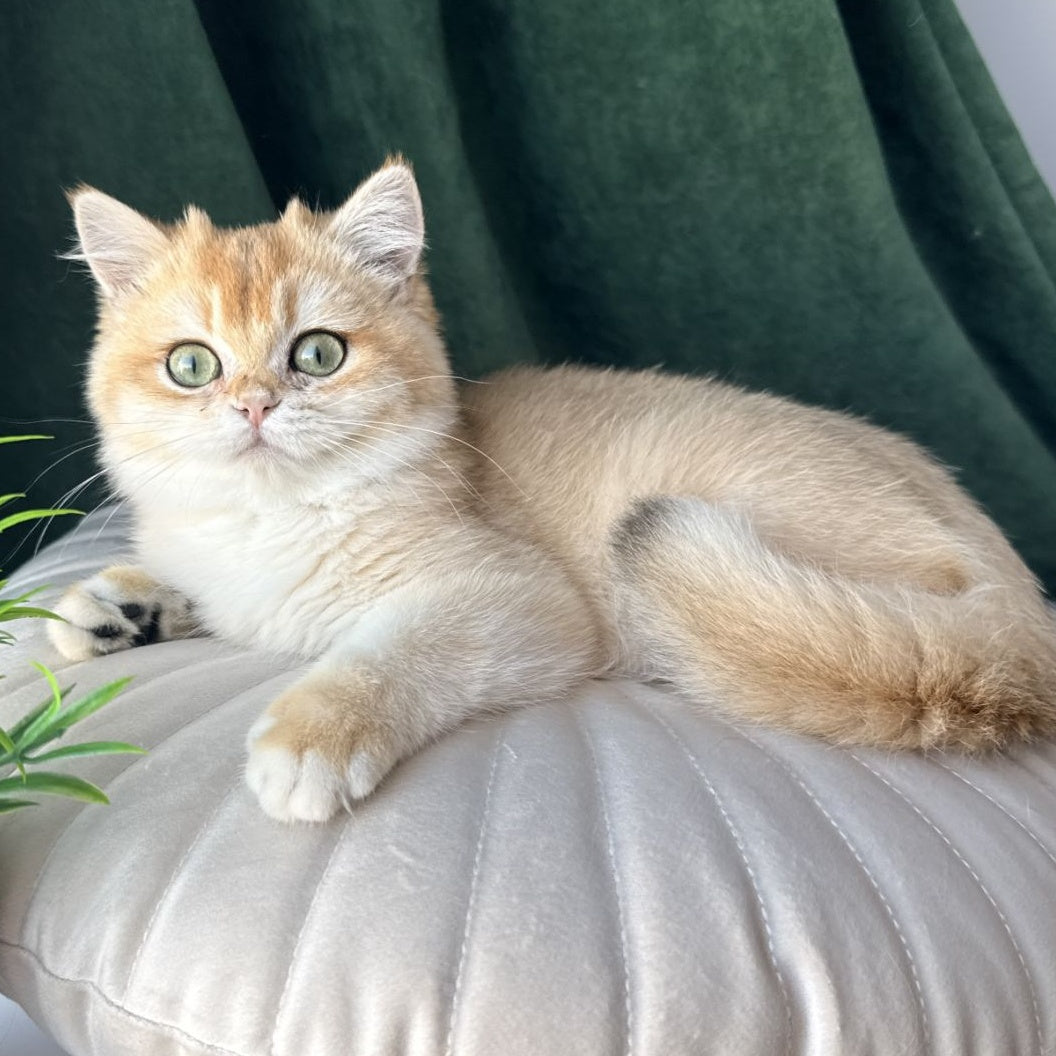 Ferdinand British Shorthair male, black golden chinchilla