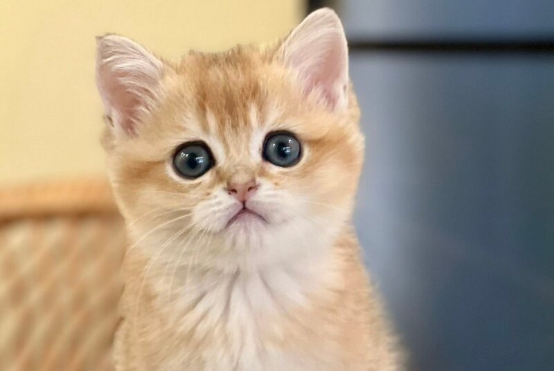 Diamond British Shorthair male black golden shaded - live animals