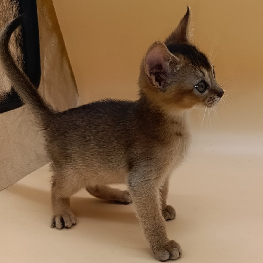 Nelson Abyssinian male, ruddy