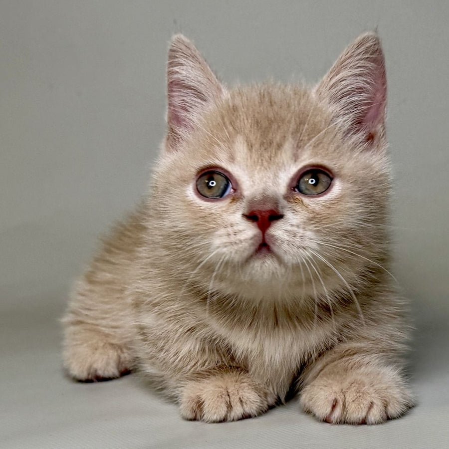 Odie Munchkin male, lilac